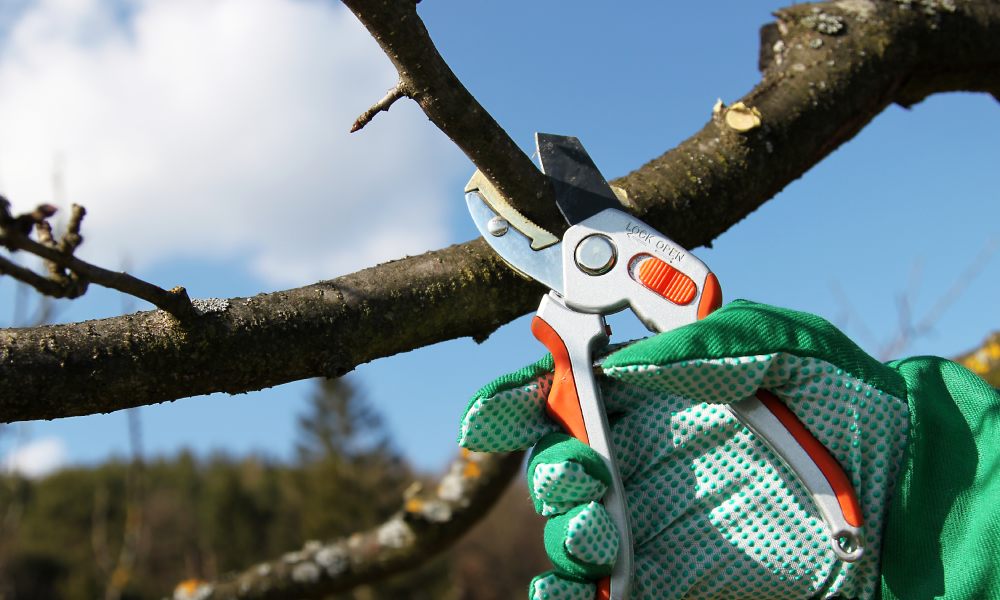 przycinanie drzewa sekatorem