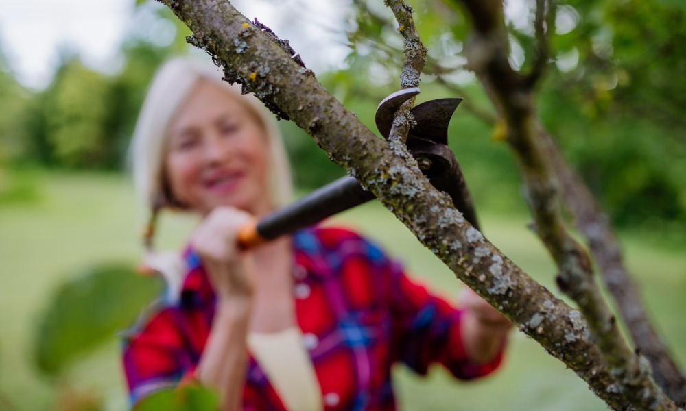 kobieta przycina drzewo owocowe długim sekatorem
