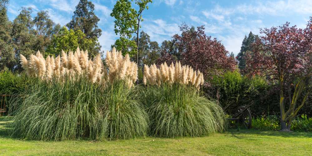 trawa pampasowa w ogrodzie