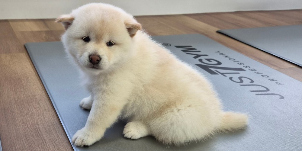 Faktura sierści psa na zdjęciu w przybliżeniu z samsunga galaxy s26+