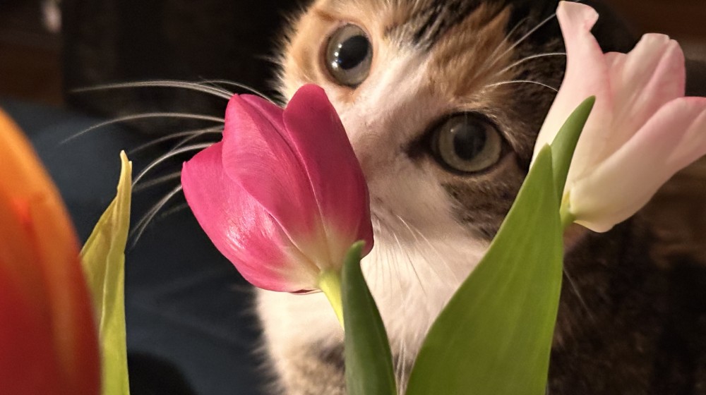 kot wąchający różowe róże