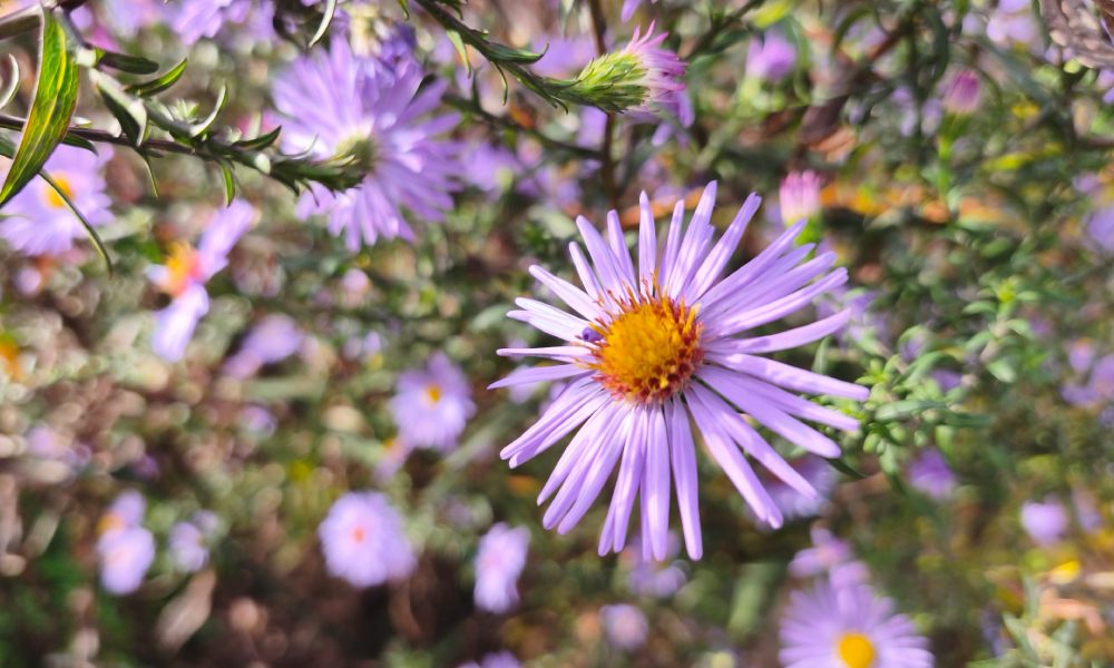 zdjęcie kwiatów wykonane xiaomi 15t