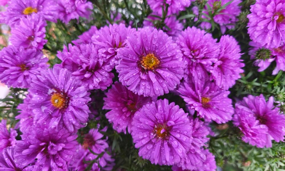 zdjęcie wiatów wykonane xiaomi 15t