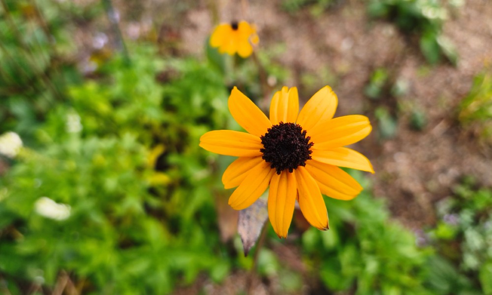 zdjęcie kwiatów wykonane xiaomi 15t