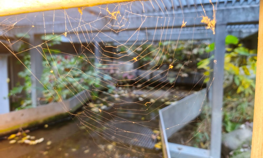 zdjęcie pajęczyny wykonane xiaomi 15t