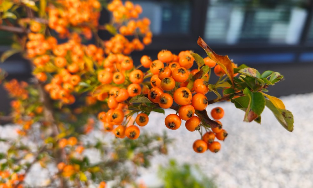 zdjęcie rośliny wykonane xiaomi 15t