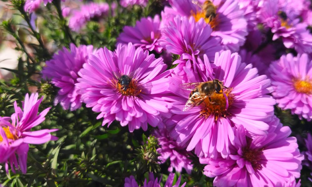 zdjęcie kwiatów wykonane xiaomi 15t