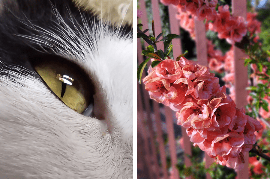 redmi note 12 zdjęcia makro