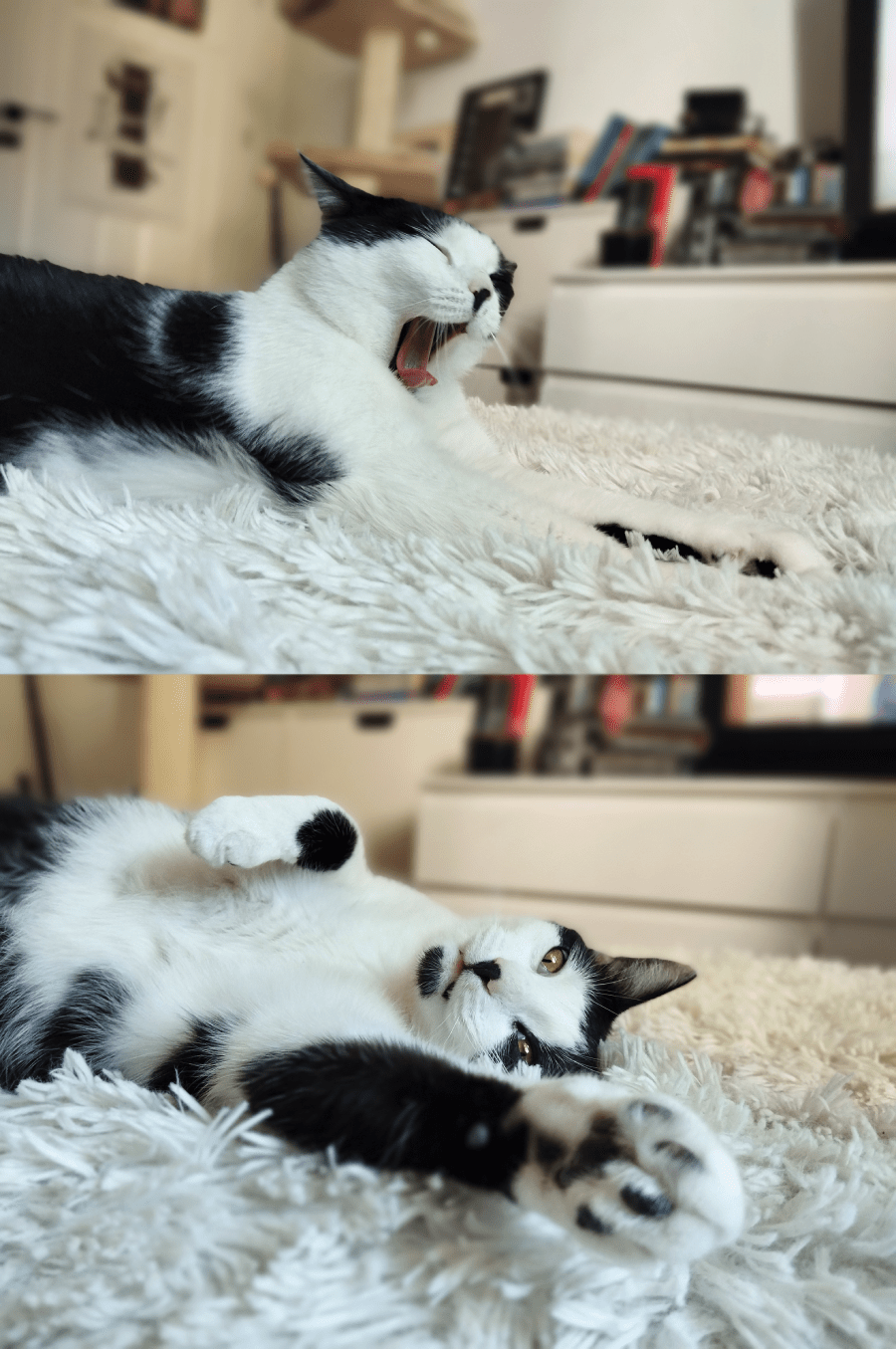 redmi note 12 zdjęcia kot