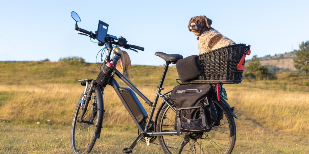 Pies przewożony na rowerze elektrycznym