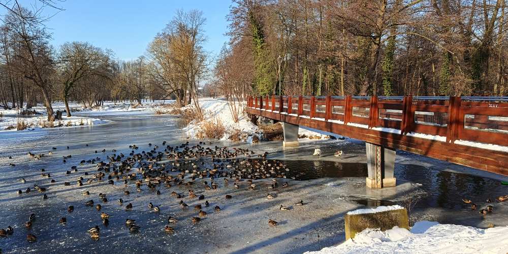 Zdjęcie skupiska kaczek na lodowej tafli rzeki z telefonu Xiaomi Redmi Note 15.