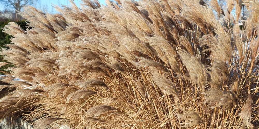 Zdjęcie suchej powiewającej trawy ozdobnej wykonane Motorolą Signature.