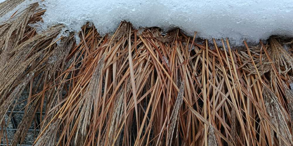 Zmrożony śnieg na suchej trawie na zdjęciu z telefonu xiaomi redmi note 15