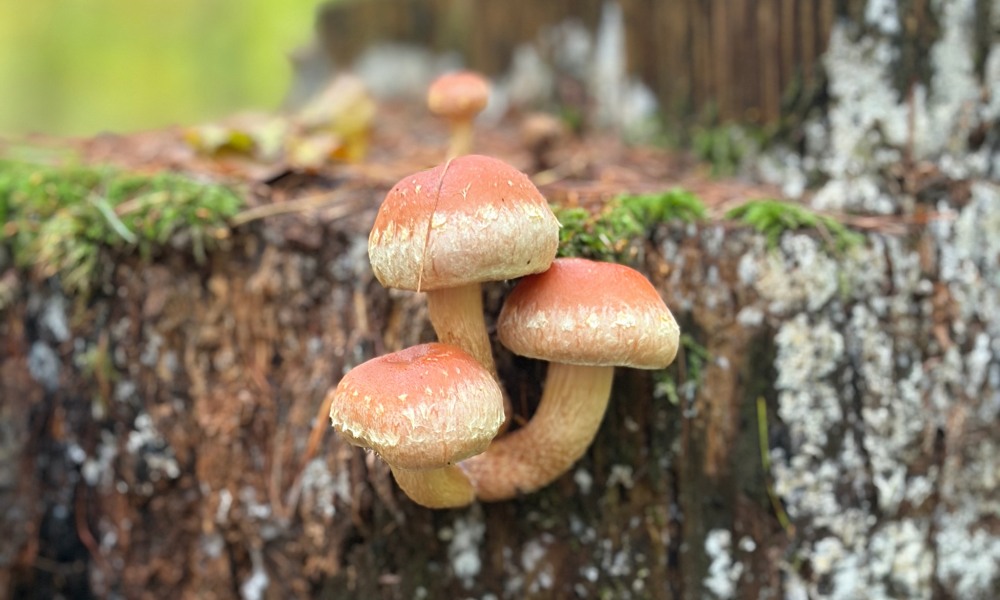 zdjęcie grzybów wykonane aparatem w iphone 17