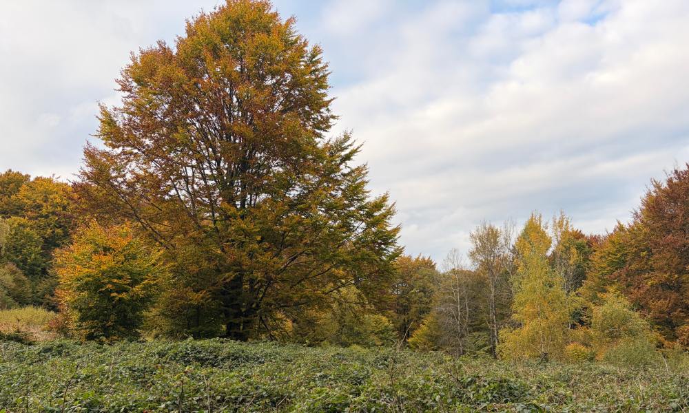 zdjęcie krajobrazu wykonane aparatem w iphone 17