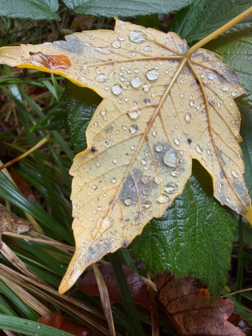 zdjęcie liścia wykonane aparatem w iphone 17