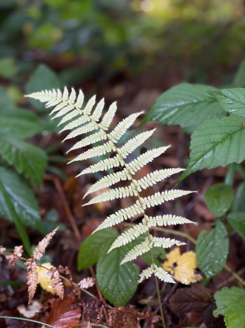 zdjęcie trawy wykonane aparatem w iphone 17