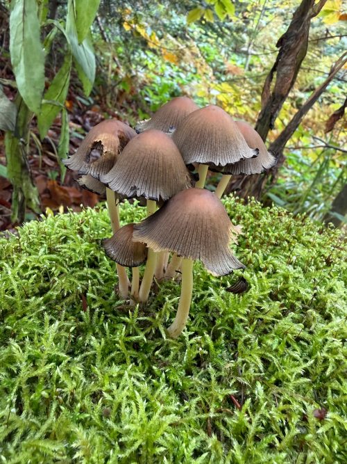 zdjęcie grzybów wykonane aparatem w iphone 17