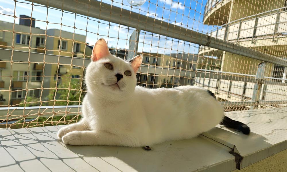 biały kot leżący na parapecie na balkonie