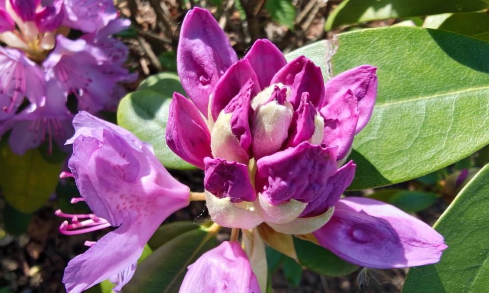 kwiat w kolorze fioletowym