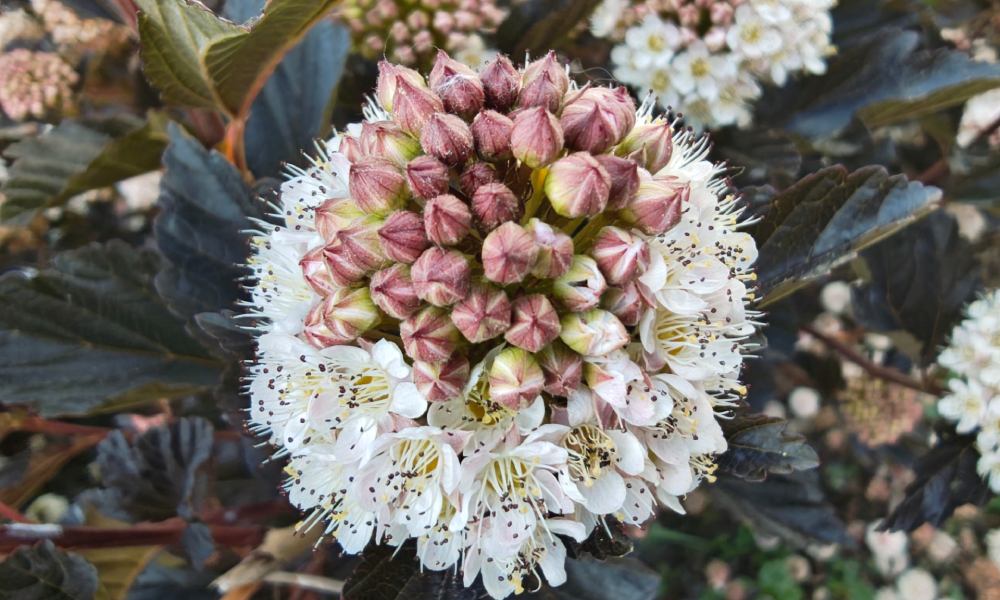 kwiat w kolorze r&oacute;żowym