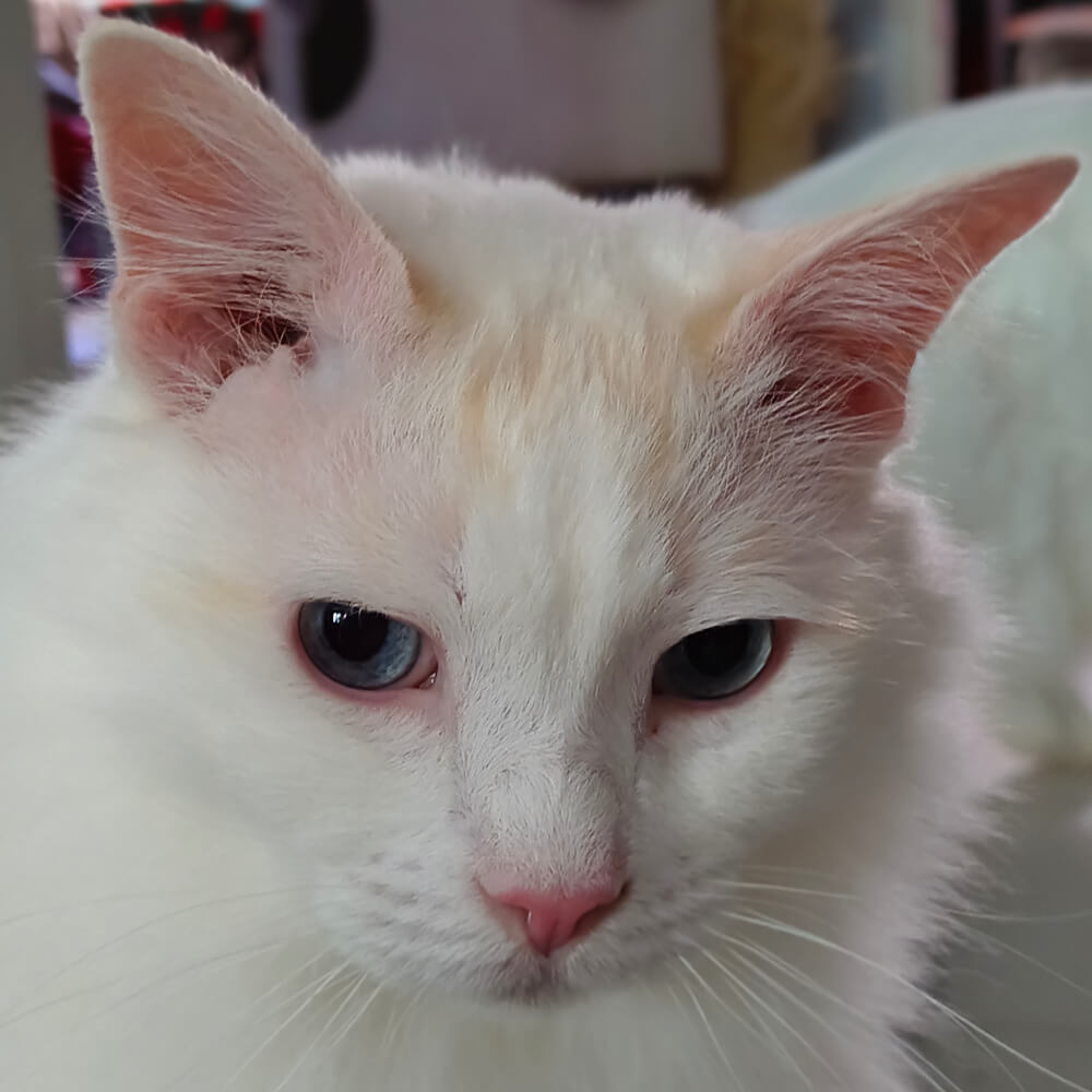 vivo V70 FE zdjęcie portret kota