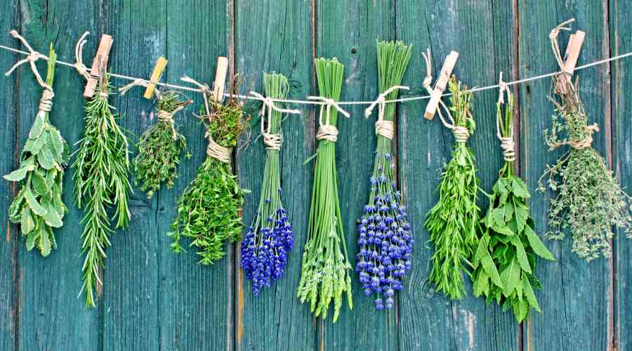 suszące się zioła