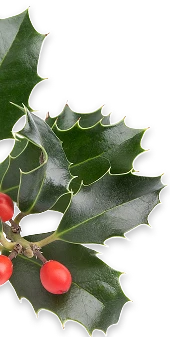 Gałązka ostrokrzewu z kolczastymi, ciemnozielonymi liśćmi i czerwonymi jagodami