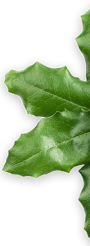 Kawałek ciasta świątecznego z białą polewą, na białym talerzyku i ze skórką pomarańczy