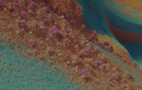 Nieregularne podłoże w kolorze niebiesko-pomarańczowym porośnięte różowymi pąkami kwiatów.