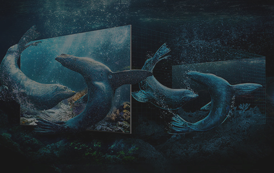 Foki pokazane na ekranie telewizora w podwodnym środowisku.