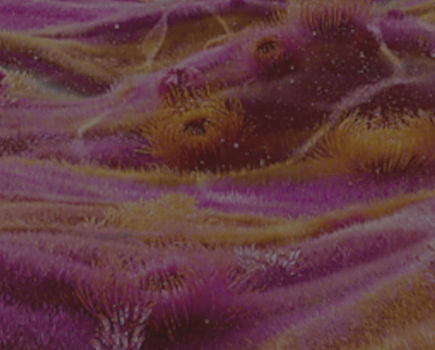 Różowo-pomarańczowe, mechate podłoże pokazane w zbliżeniu.